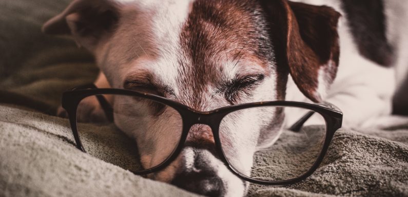Le tapis parfait pour vous et votre chien